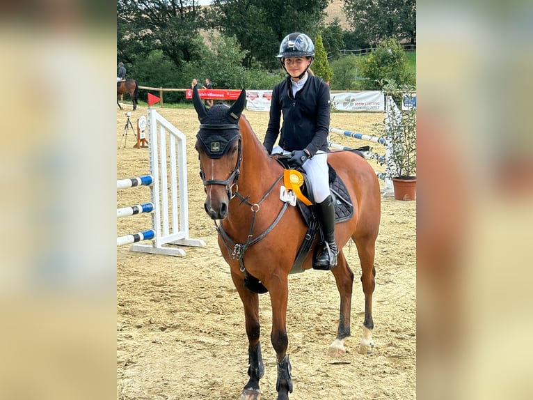 Welsh D (Cob) Gelding 15 years 14.2 hh Bay-Dark in Wachtberg