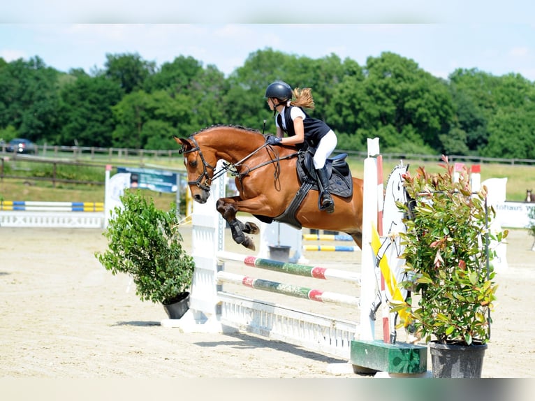 Welsh D (Cob) Gelding 15 years 14.2 hh Bay-Dark in Wachtberg