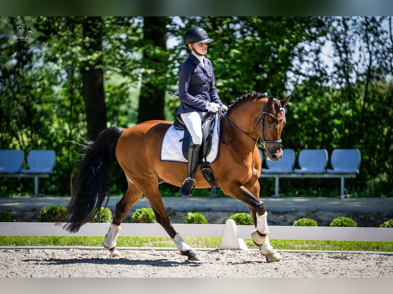 Welsh D (Cob) Gelding 15 years 14,1 hh Bay in Krosinko