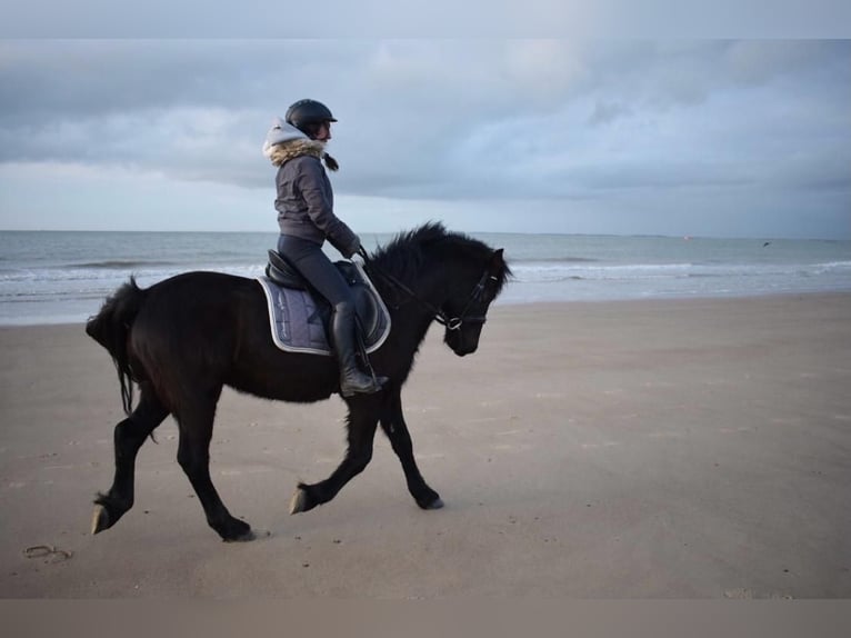 Welsh D (Cob) Gelding 15 years 14,2 hh Black in K&#xF6;ln