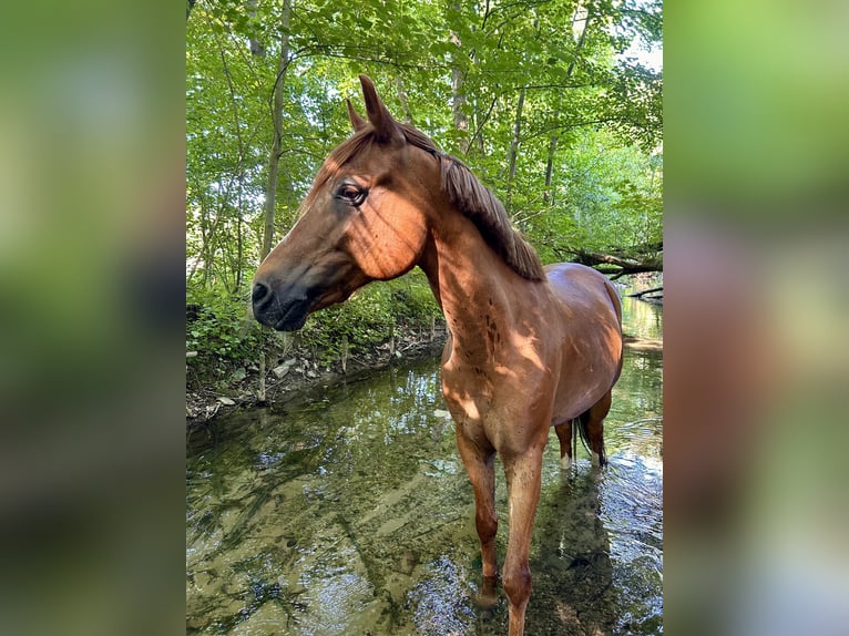Welsh D (Cob) Mix Gelding 15 years 14,2 hh Chestnut-Red in Paderborn