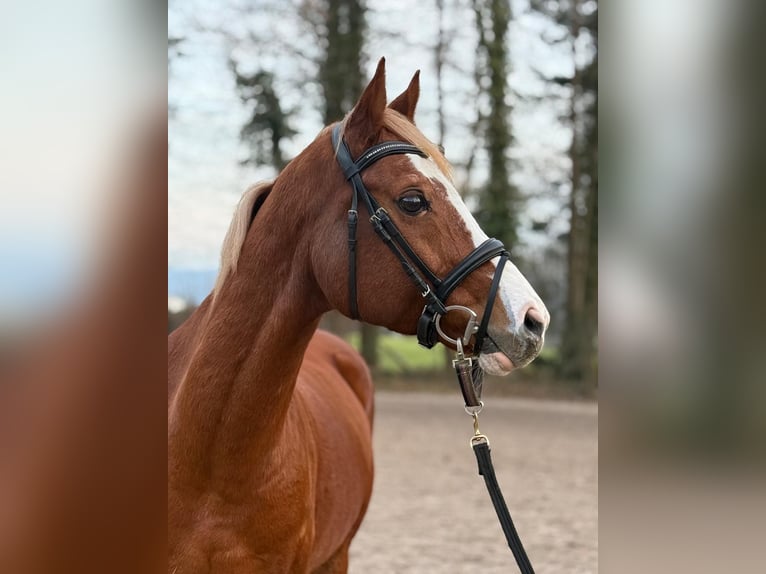 Welsh D (Cob) Gelding 15 years 14,2 hh Chestnut-Red in Wallbach