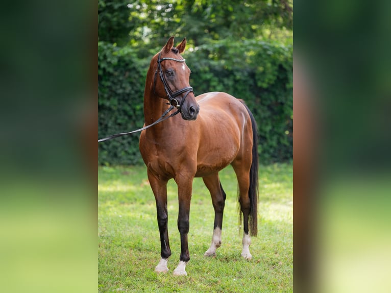 Welsh D (Cob) Gelding 15 years 15,1 hh Bay in Debrecen
