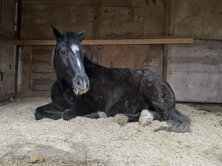 Welsh D (Cob) Mix Gelding 15 years Black in Dernbach (Westerwald)