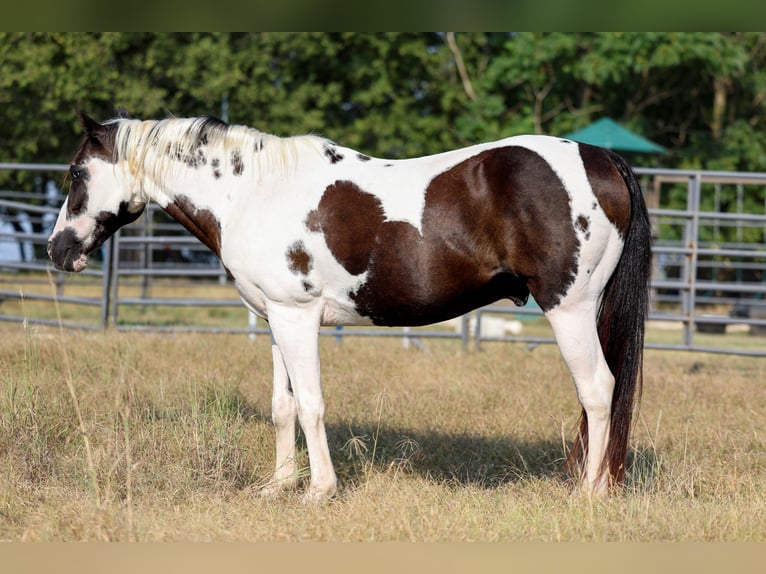 Welsh D (Cob) Gelding 16 years 13,2 hh Pinto in Forney