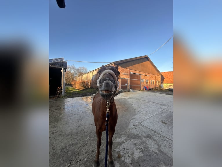 Welsh D (Cob) Mix Gelding 16 years 14,2 hh Chestnut-Red in Paderborn