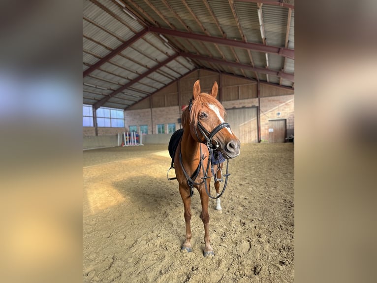 Welsh D (Cob) Mix Gelding 16 years 14,2 hh Chestnut-Red in Paderborn
