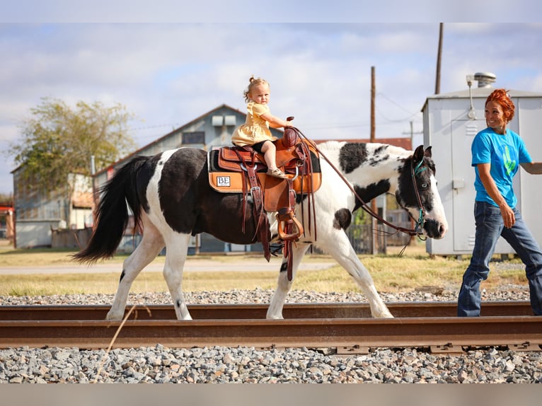 Welsh D (Cob) Gelding 17 years 13,2 hh Pinto in Forney