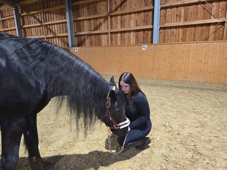 Welsh D (Cob) Gelding 17 years 15.1 hh Black in Freisen