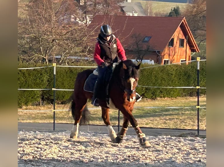Welsh D (Cob) Gelding 17 years 15.1 hh Brown-Light in Oberdorf
