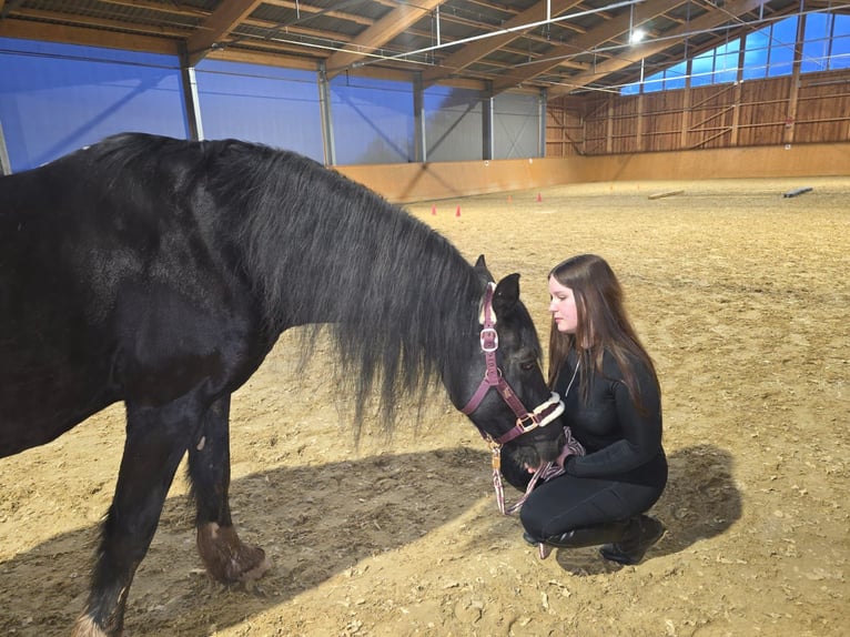Welsh D (Cob) Gelding 17 years 15,1 hh Black in Freisen