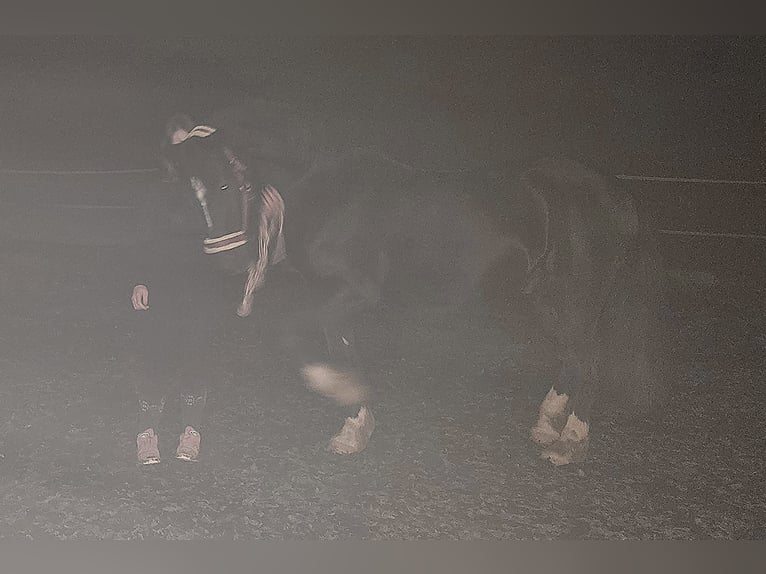 Welsh D (Cob) Gelding 17 years 15,1 hh Black in Freisen