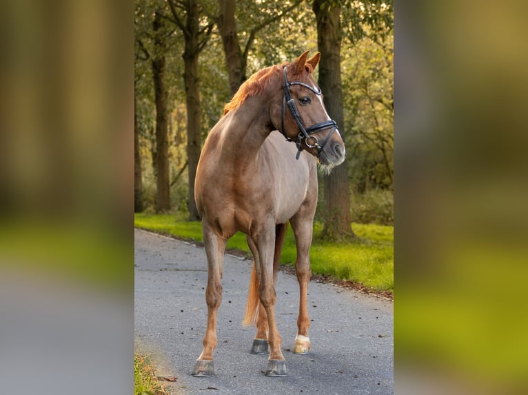 Welsh D (Cob) Gelding 18 years 14.2 hh Chestnut-Red in Nootdorp