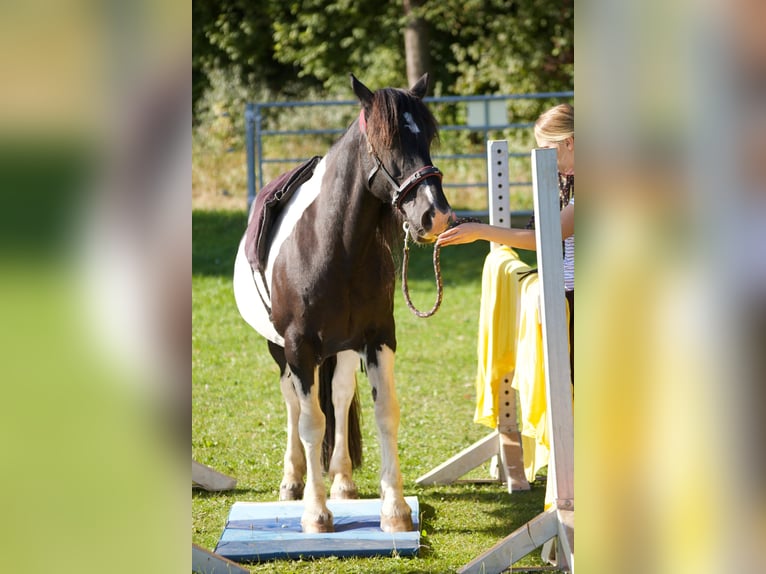 Welsh D (Cob) Mix Gelding 18 years 14 hh Pinto in Monsheim