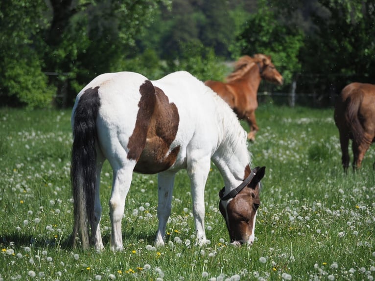 Welsh D (Cob) Mix Gelding 19 years 16 hh Pinto in Bimöhlen