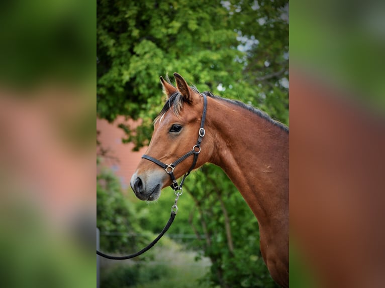 Welsh D (Cob) Gelding 1 year 13,2 hh Bay in Lubiszyn