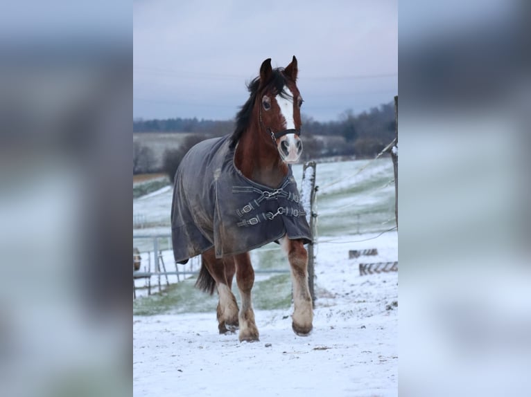 Welsh D (Cob) Gelding 21 years 14,1 hh  in Zuzenhausen