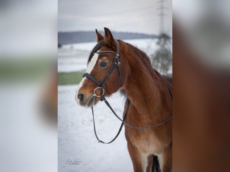 Welsh D (Cob) Gelding 21 years 14,1 hh  in Zuzenhausen