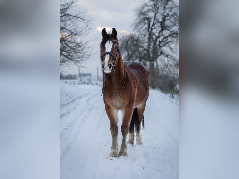 Welsh D (Cob) Gelding 21 years 14,1 hh  in Zuzenhausen