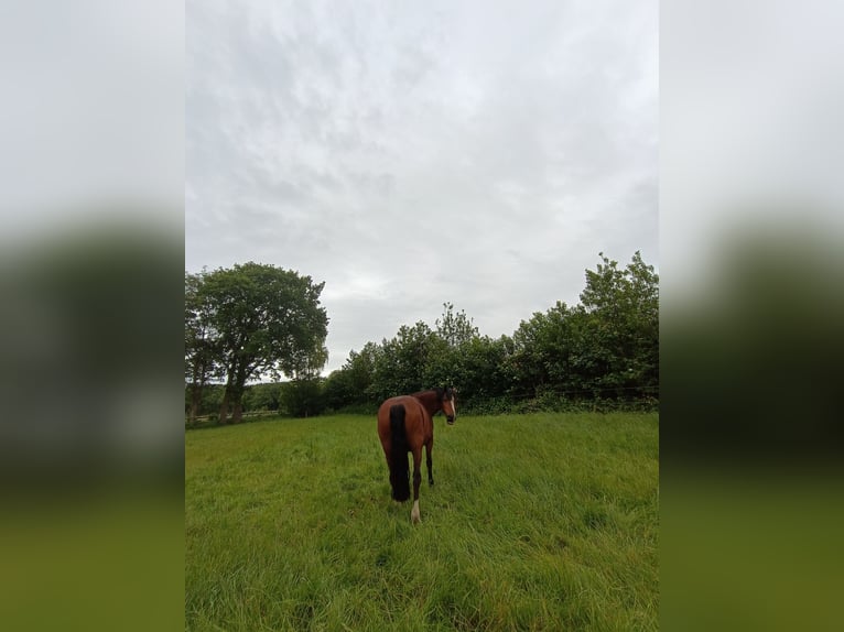 Welsh D (Cob) Gelding 21 years 15.1 hh Brown in Sahlenburg
