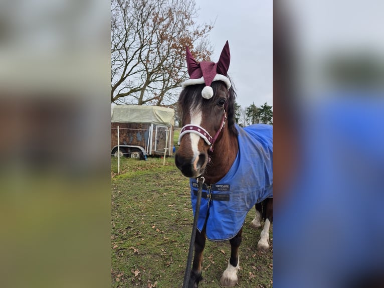 Welsh D (Cob) Gelding 21 years 15,1 hh Brown in Sahlenburg