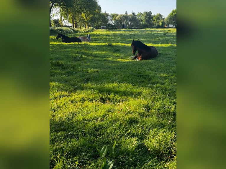 Welsh D (Cob) Gelding 21 years 15,1 hh Brown in Sahlenburg