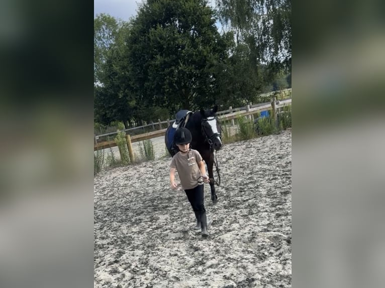 Welsh D (Cob) Gelding 3 years 13.3 hh Smoky-Black in Vlijmen