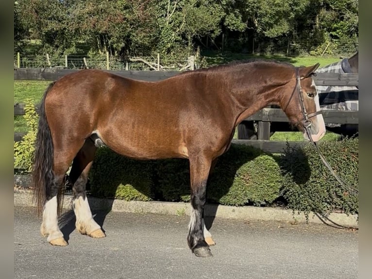 Welsh D (Cob) Gelding 3 years 14.2 hh Bay in Newry