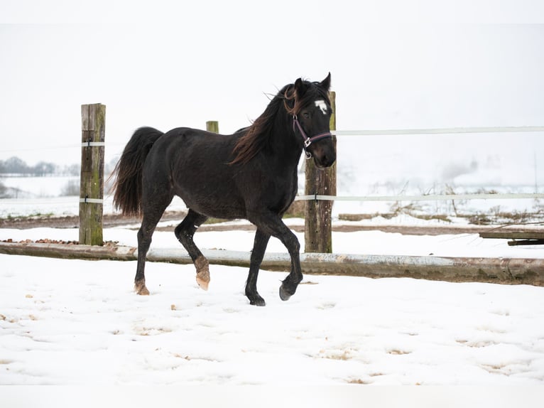 Welsh D (Cob) Gelding 3 years 14 hh Bay-Dark in Laubach