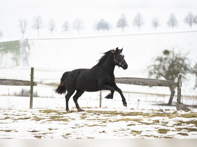 Welsh D (Cob) Gelding 3 years 14 hh Bay-Dark in Laubach