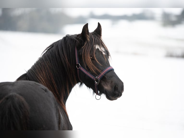 Welsh D (Cob) Gelding 3 years 14 hh Bay-Dark in Laubach