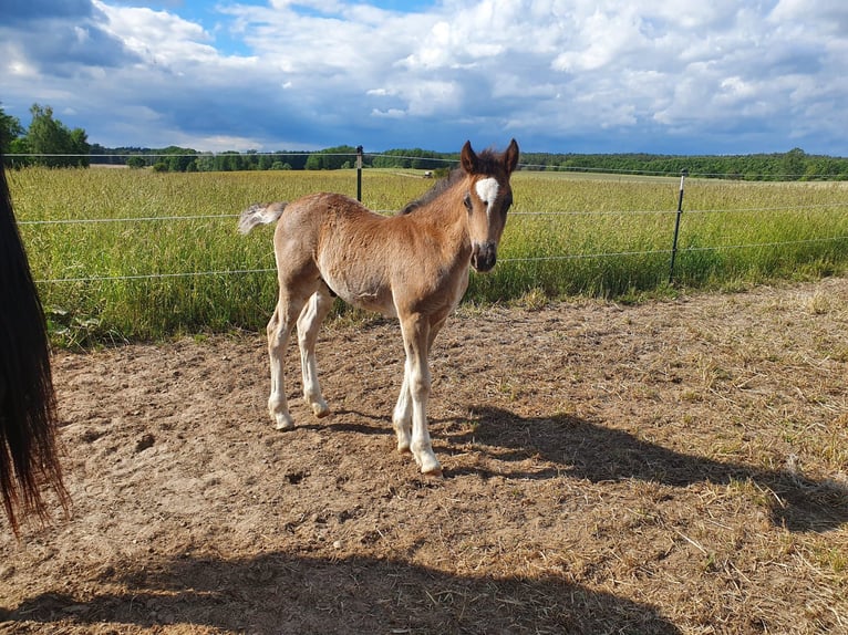 Welsh D (Cob) Gelding 3 years 14,1 hh Black in Löwenberger Land Welsh D (Cob) Gelding 3 years 14,1 hh Black in Löwenberger Land