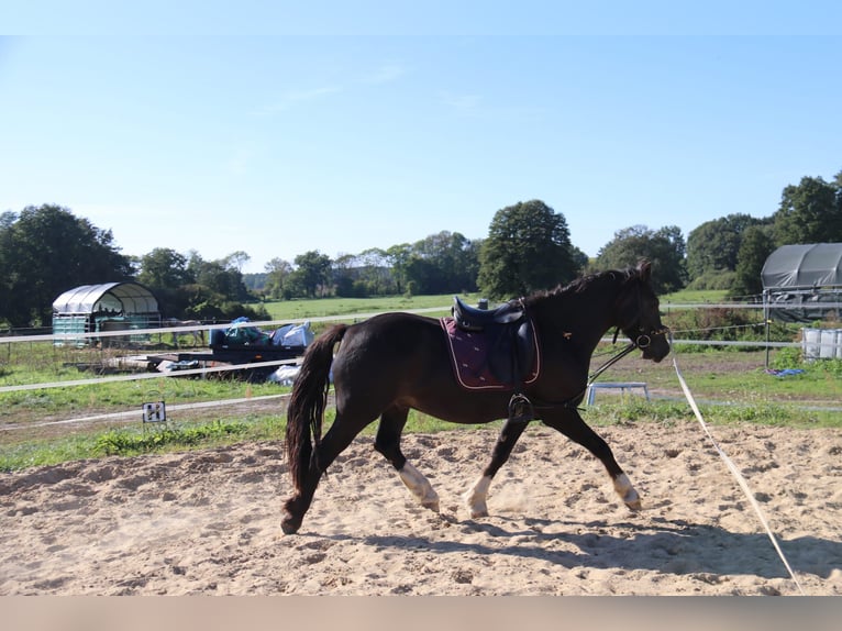 Welsh D (Cob) Gelding 3 years 14,1 hh Black in Löwenberger Land Welsh D (Cob) Gelding 3 years 14,1 hh Black in Löwenberger Land