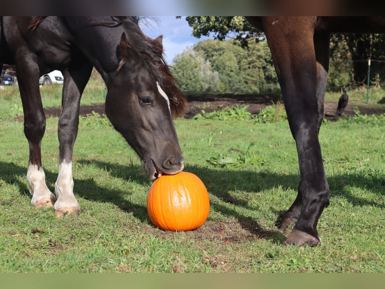 Welsh D (Cob) Gelding 3 years 14,1 hh Black in Löwenberger Land Welsh D (Cob) Gelding 3 years 14,1 hh Black in Löwenberger Land