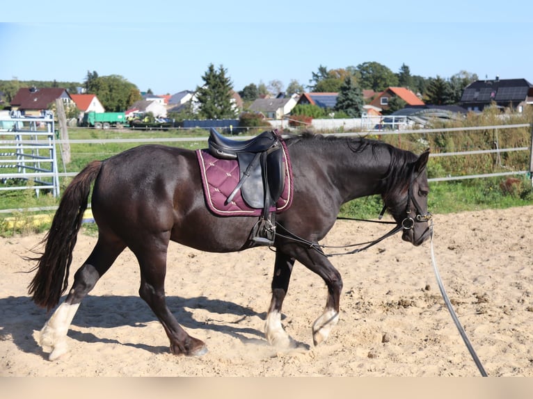 Welsh D (Cob) Gelding 3 years 14,1 hh Black in Löwenberger Land Welsh D (Cob) Gelding 3 years 14,1 hh Black in Löwenberger Land