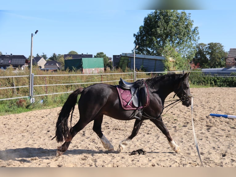 Welsh D (Cob) Gelding 3 years 14,1 hh Black in Löwenberger Land Welsh D (Cob) Gelding 3 years 14,1 hh Black in Löwenberger Land