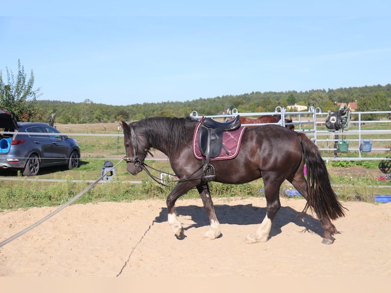Welsh D (Cob) Gelding 3 years 14,1 hh Black in Löwenberger Land Welsh D (Cob) Gelding 3 years 14,1 hh Black in Löwenberger Land