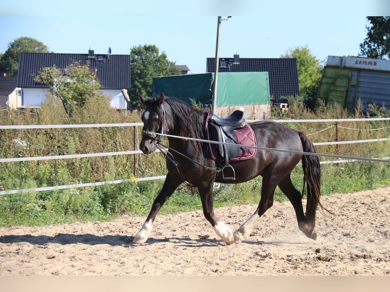 Welsh D (Cob) Gelding 3 years 14,1 hh Black in Löwenberger Land Welsh D (Cob) Gelding 3 years 14,1 hh Black in Löwenberger Land