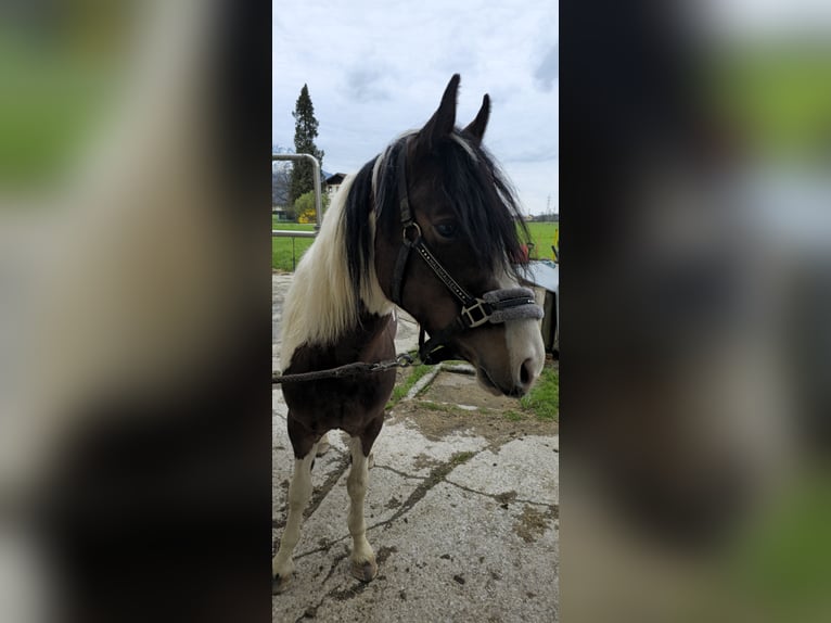 Welsh D (Cob) Mix Gelding 3 years 14,1 hh Pinto in Reinharting
