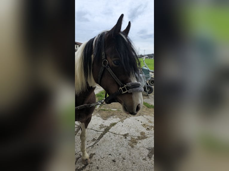 Welsh D (Cob) Mix Gelding 3 years 14,1 hh Pinto in Salzburg