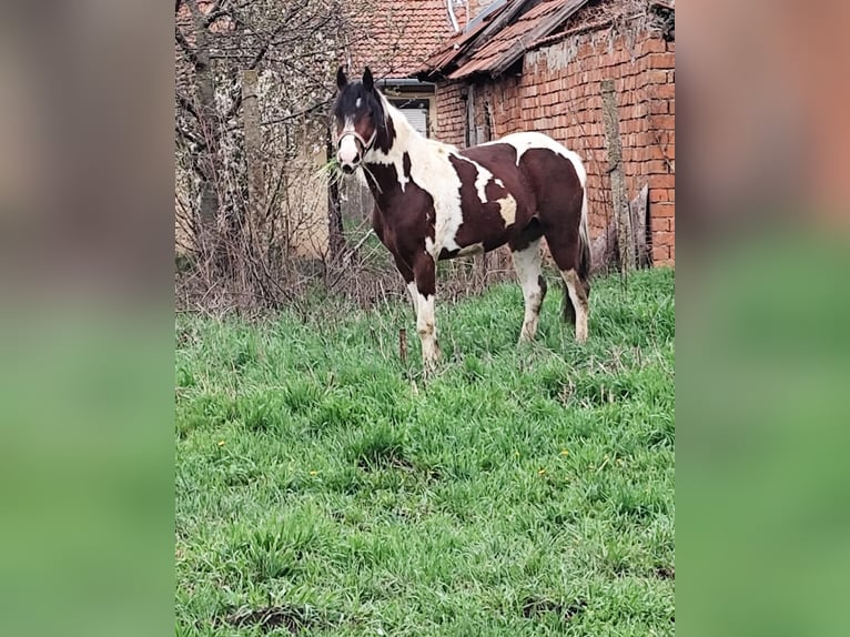 Welsh D (Cob) Mix Gelding 3 years 14,1 hh Pinto in Salzburg