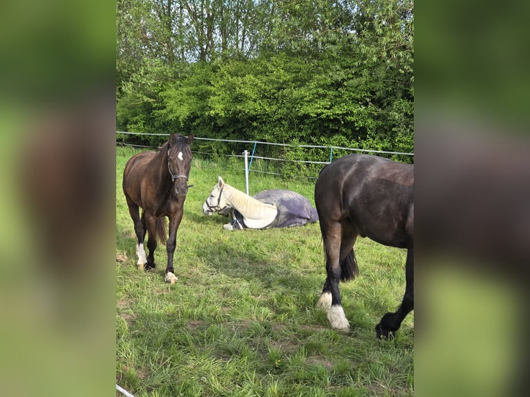 Welsh D (Cob) Gelding 3 years 15 hh Black in Wolfhagen