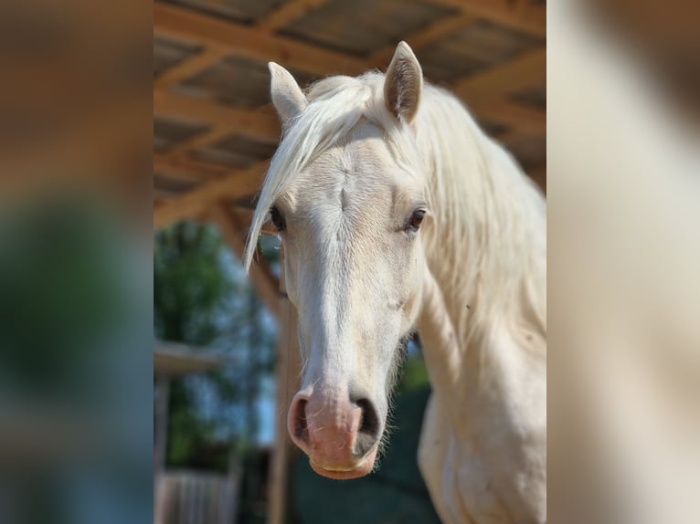Welsh D (Cob) Gelding 3 years Palomino in Langenselbold