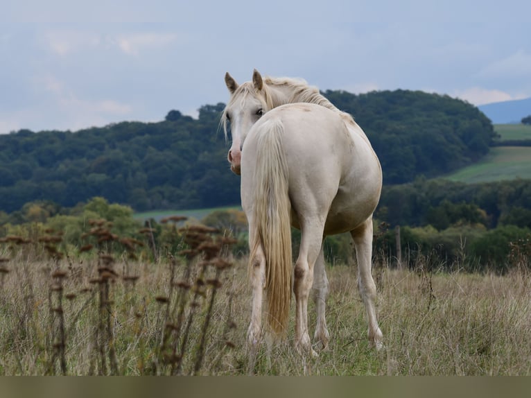 Welsh D (Cob) Gelding 3 years Palomino in Langenselbold