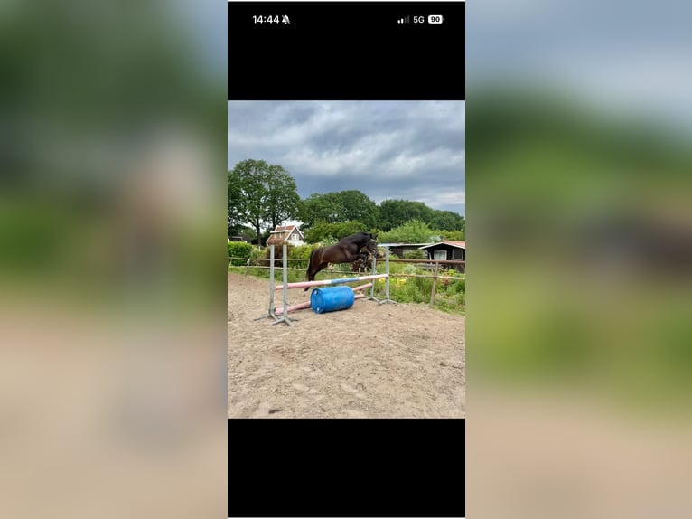 Welsh D (Cob) Gelding 4 years 14.1 hh Bay-Dark in Nieuw-Amsterdam