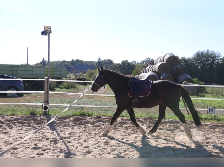Welsh D (Cob) Gelding 4 years 14,1 hh Black in Löwenberger Land