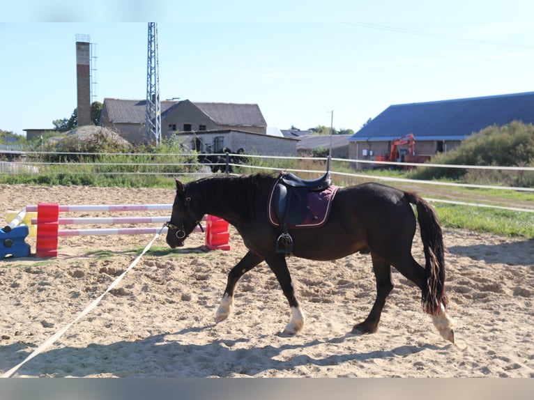 Welsh D (Cob) Gelding 4 years 14,1 hh Black in Löwenberger Land