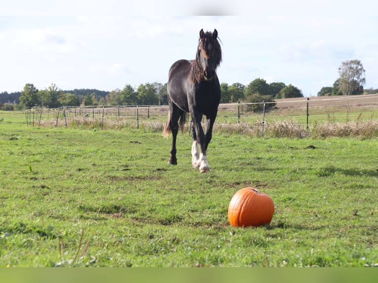 Welsh D (Cob) Gelding 4 years 14,1 hh Black in Löwenberger Land