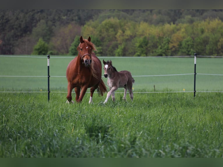 Welsh D (Cob) Gelding 4 years 14,1 hh Black in Löwenberger Land