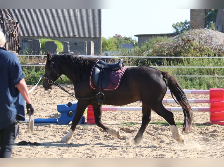 Welsh D (Cob) Gelding 4 years 14,1 hh Black in Löwenberger Land